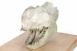 Fossil Oreodont (Leptauchenia) Skull Display - South Dakota #281486-3